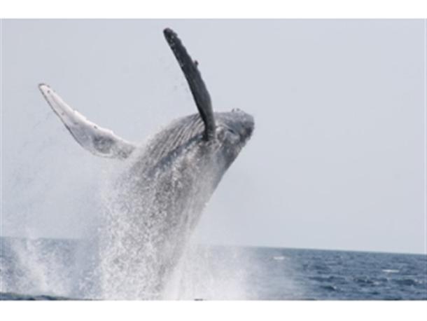 “クジラを絶対に見せる”思いは格別！