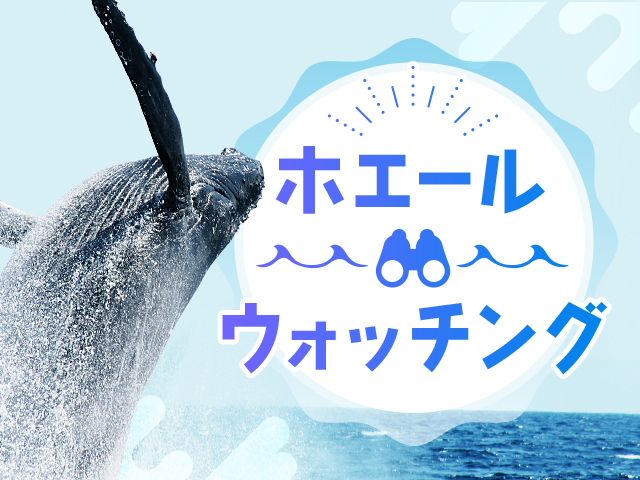 一生に一度は見たい！今の時期しか見られない大迫力のクジラに会いに行こう！