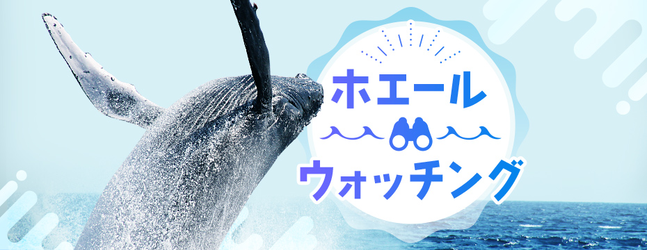 一生に一度は見たい！今の時期しか見られない大迫力のクジラに会いに行こう！