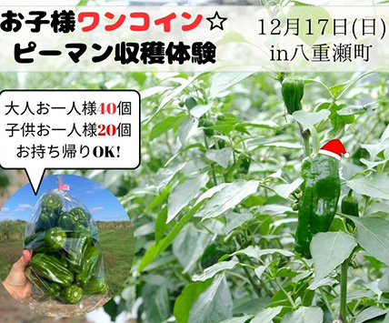 お子様はワンコインの500円！ピーマン収穫体験が12/17(日)開催決定