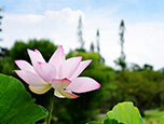 早朝に咲く、幻想的な花が楽しめる「蓮・睡蓮まつり2023」開催♪
