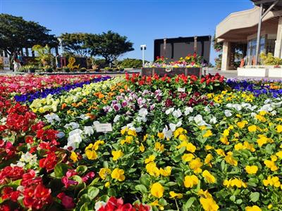今年のテーマは「春らんまん 〜花と巡る 沖縄さんぽ〜」♪約30万
