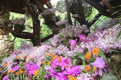 晩春から初夏の“うりずん”を楽しむ♪ビオスの丘で「らんの花祭りう