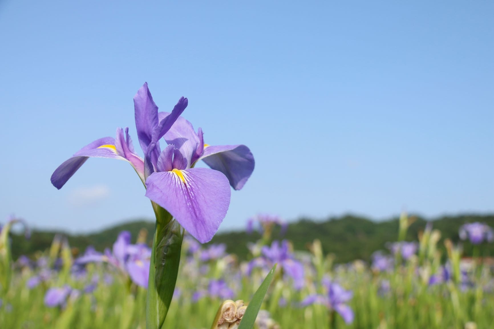 春の風物詩 沖縄県北部の大宜味村に咲く オクラレルカ おでかけ情報 ちゅらとく