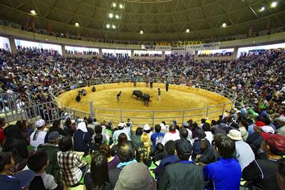 うるま市の闘牛大会がアツい！8月11日（日）「夏の全島闘牛大会」