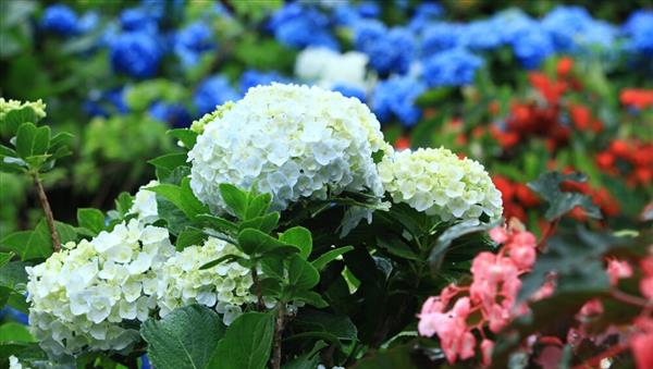 梅雨の季節に訪れたい！約30万輪のあじさいが花開く、本部町の「よ