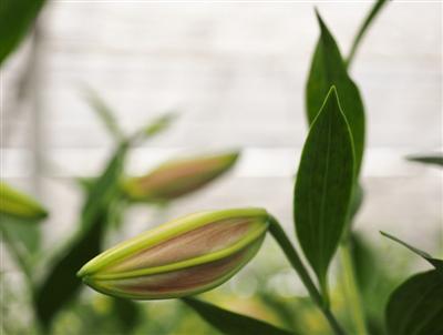 糸満市にある「岬ガーデン」でカサブランカの収穫体験を楽しむ