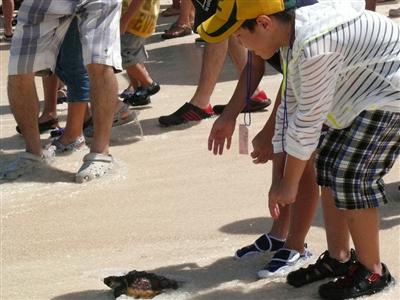 7月10日（日）、海洋博公園で「ウミガメ放流会」が開催