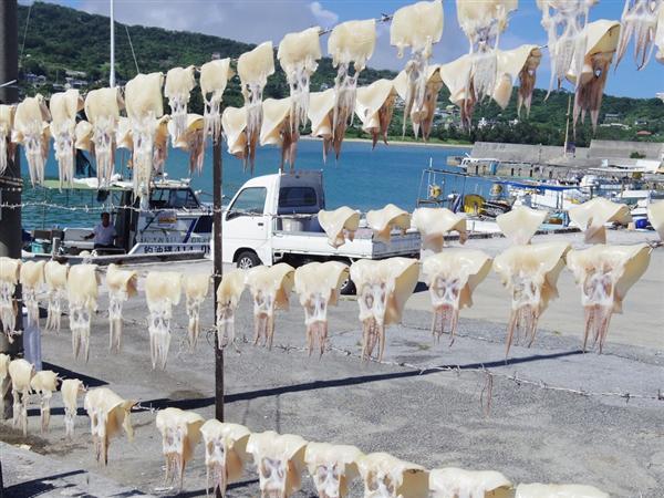 奥武島の夏の風物詩「トビイカの天日干し」が今年も始まる