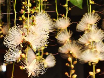 7月4日（土）、那覇市首里で「さがり花観賞の夕べ」が開催