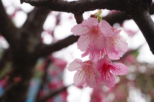 【2024年版】沖縄でも花見をしよう！沖縄の桜まつりまとめ