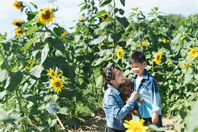 日本で一番早いひまわりのおまつり「ひまわりIN北中城」が開催