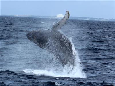 【2・3月が狙い目】迫力満点のクジラたちに会いに行こう！お得な「
