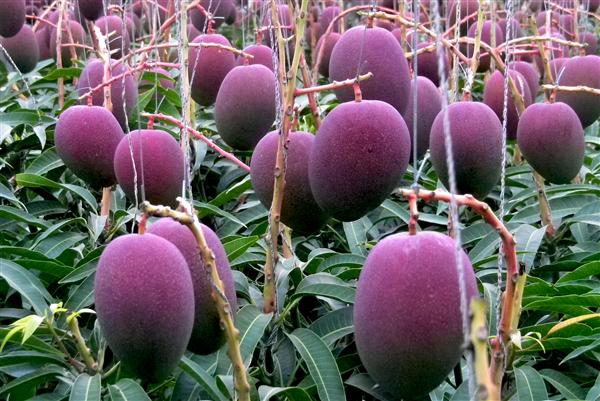 県産のおいしいもの特集　「マンゴー」