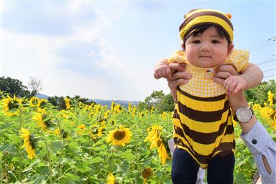 北中城村荻道で10万本のひまわりが咲き誇る！