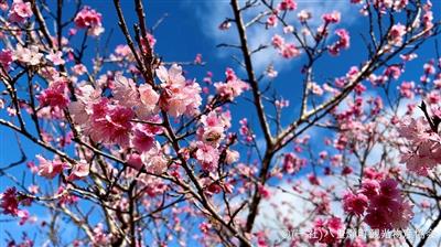 絶景足湯やふれあい動物園も登場！桜のライトアップやイルミネーショ