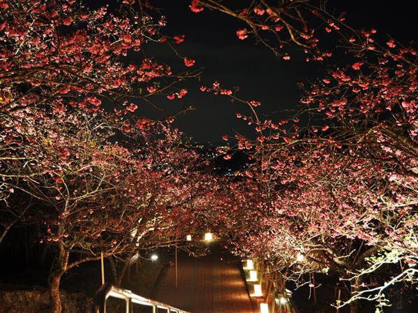 幻想的な夜桜を堪能！八重瀬公園にて「第16回 やえせ桜まつり」が