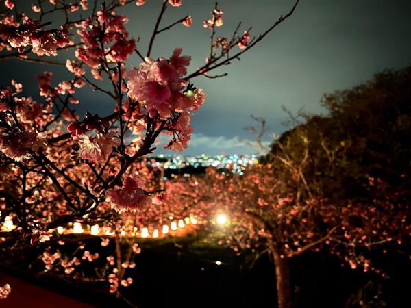 幻想的な夜桜を堪能！八重瀬公園にて「第16回 やえせ桜まつり」が