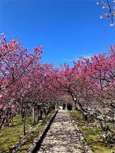 世界遺産が満開の桜に包まれる！夜桜も美しい「第18回 今帰仁グス
