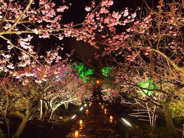 世界遺産でもある今帰仁城跡で「第16回 今帰仁グスク桜まつり」が