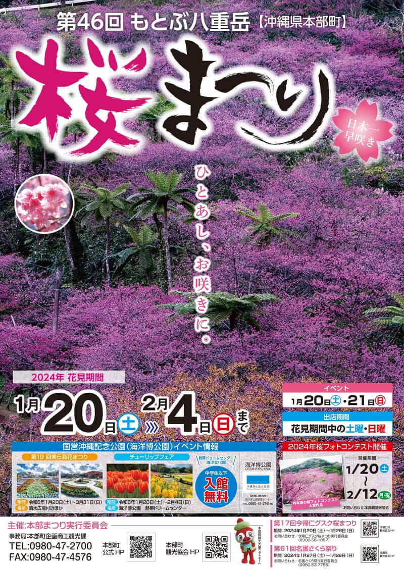 ドライブしながら花見ができる 第44回 本部八重岳桜まつり が22年1月22日 土 より開催 おでかけ情報 ちゅらとく