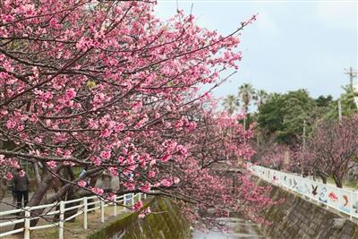 公園内に約400本の寒緋桜が咲き誇る♪那覇市の与儀公園で「なはさ