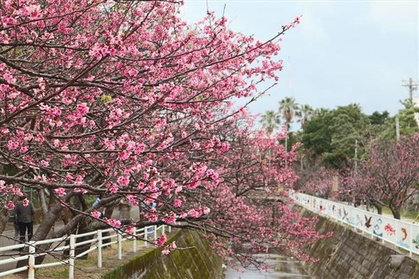 公園内に約400本の寒緋桜が咲き誇る♪那覇市の与儀公園で「なはさくらまつり」が開催 | おでかけ情報｜ちゅらとく