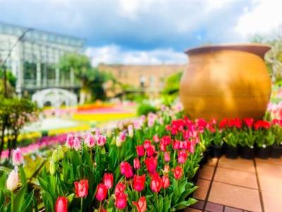 県内最大級！約40品種・8万球のチューリップが見られる「チューリ