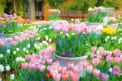 沖縄県内最大級！約30品種・7万球のチューリップが見られる「チュ