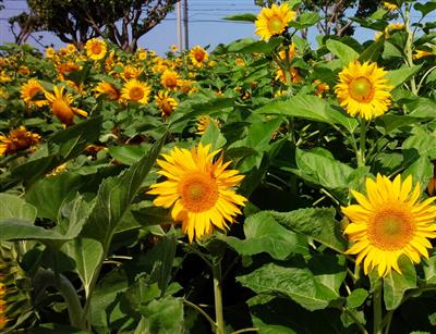 2025年3月11日（火）～31日（月）まで！大輪のひまわりが咲