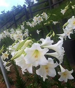 那覇市にある大石公園で「第7回 大石公園ゆり祭り」開催！やぎふれ