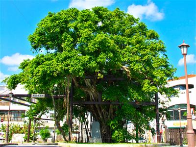 地球のことを考えるイベント「アースデイやんばる2016」が名護市