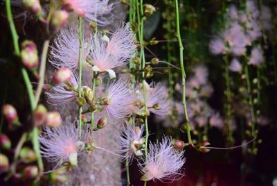 一夜で散る幻の花を観に行こう♪「サガリバナ観賞の夕べ 2022」