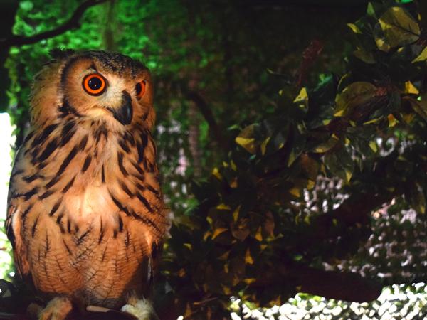 沖縄初！ふくろうと遊べるテーマパーク「ふくろうの楽園」が誕生