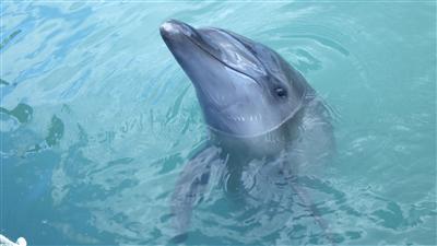 1歳になったサン君に会えるかも！マリンピアザオキナワで「イルカウ