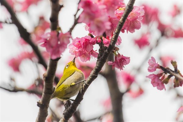 【速報】1月7日（土）緋寒桜（ひかんざくら）が開花！