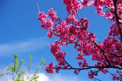 【1月28日・29日限定】桜もひまわりも楽しめる、ランチブッフェ