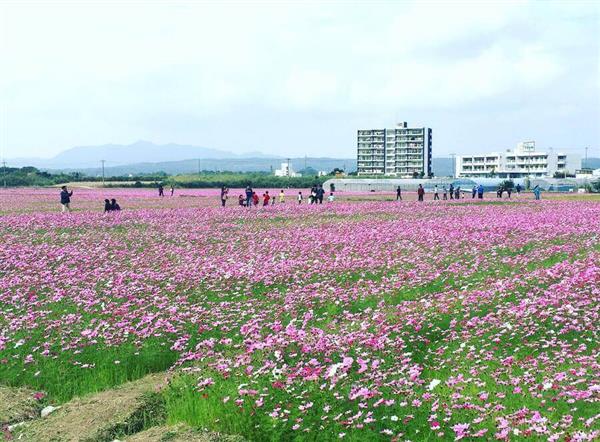5万坪の畑に色とりどりの花が咲く♪名護市の「コスモス畑」が今週末
