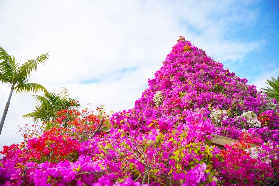 年花めぐり 沖縄県内のお花畑スポットやお花のイベントまとめ おでかけ情報 ちゅらとく 年花めぐり 沖縄県内のお花畑スポットやお花のイベントまとめ おでかけ情報 ちゅらとく