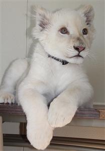 九州・沖縄で初！沖縄こどもの国に「ホワイトライオン」が上陸