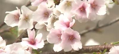 幻の白い桜が本部町に！「もとぶ・伊豆味クメノサクラ祭り」開催