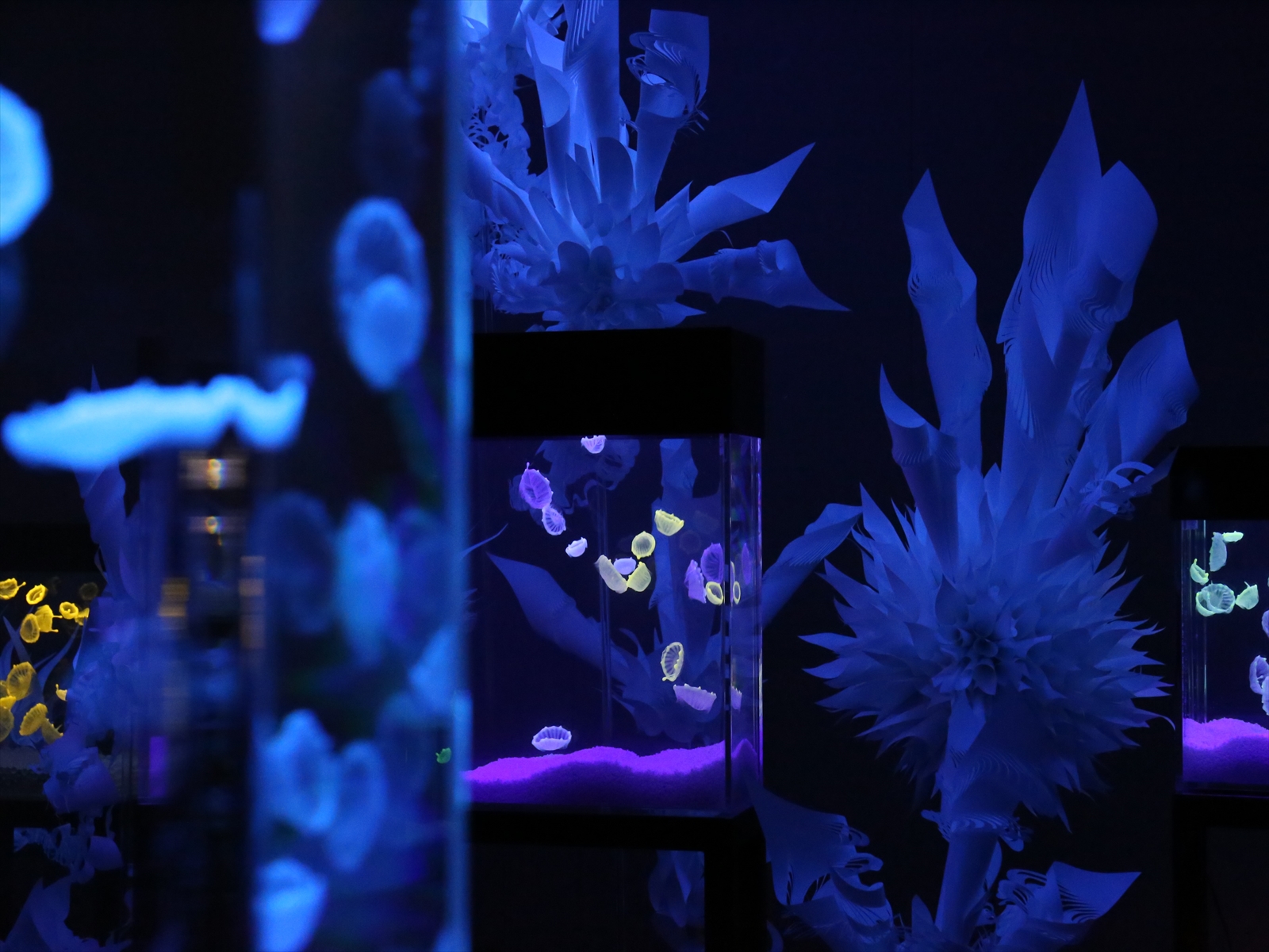 沖縄初 光輝くクラゲアート 神秘のアクアジュエリーアート展 7月8日 土 よりスタート おでかけ情報 ちゅらとく 沖縄初 光輝くクラゲアート 神秘のアクアジュエリーアート展 7月8日 土 よりスタート おでかけ情報 ちゅらとく