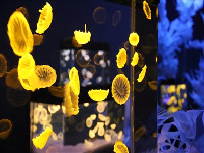 沖縄初！光輝くクラゲアート「神秘のアクアジュエリーアート展」7月