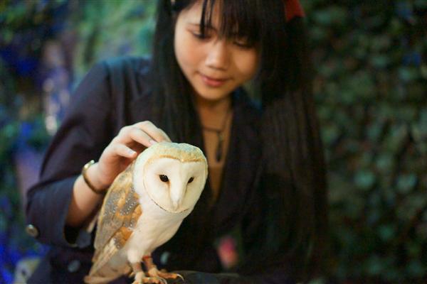 那覇市にある「ふくろうの楽園」が1周年記念イベントを開催