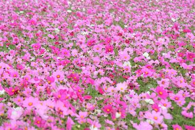 色とりどりのコスモスが咲き誇る！2026年2月22日（日）は「伊