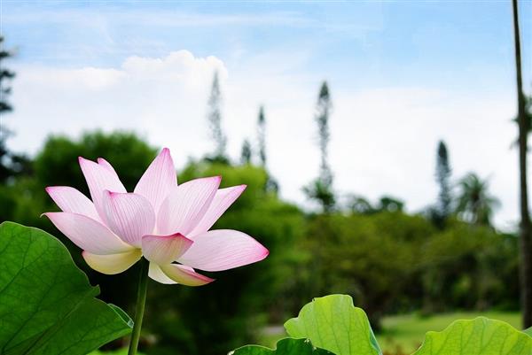 早朝に咲く、幻想的な花が楽しめる♪県内最大級の蓮池がある東南植物
