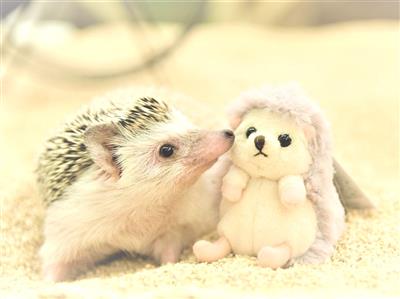 【特典あり】沖縄初上陸、ハリネズミと遊べる「ちくちくCAFE 沖