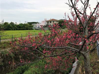 ヌーリ川・天願川沿いの桜を楽しむ「うるまヌーリ川・天願川桜並木め