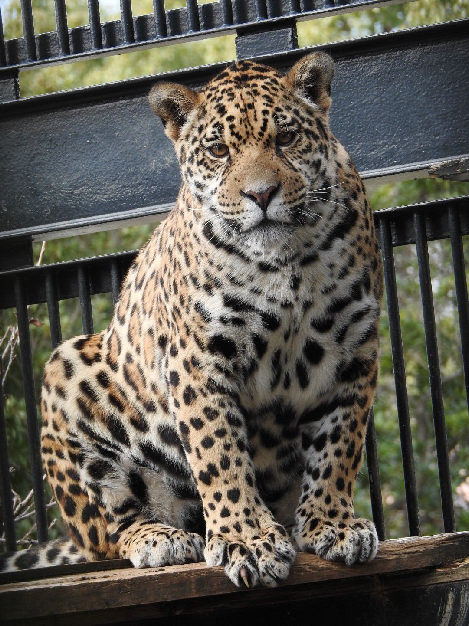 ジャガー