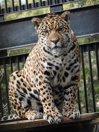 沖縄初！ジャガーの「ハク」が沖縄こどもの国の仲間として登場